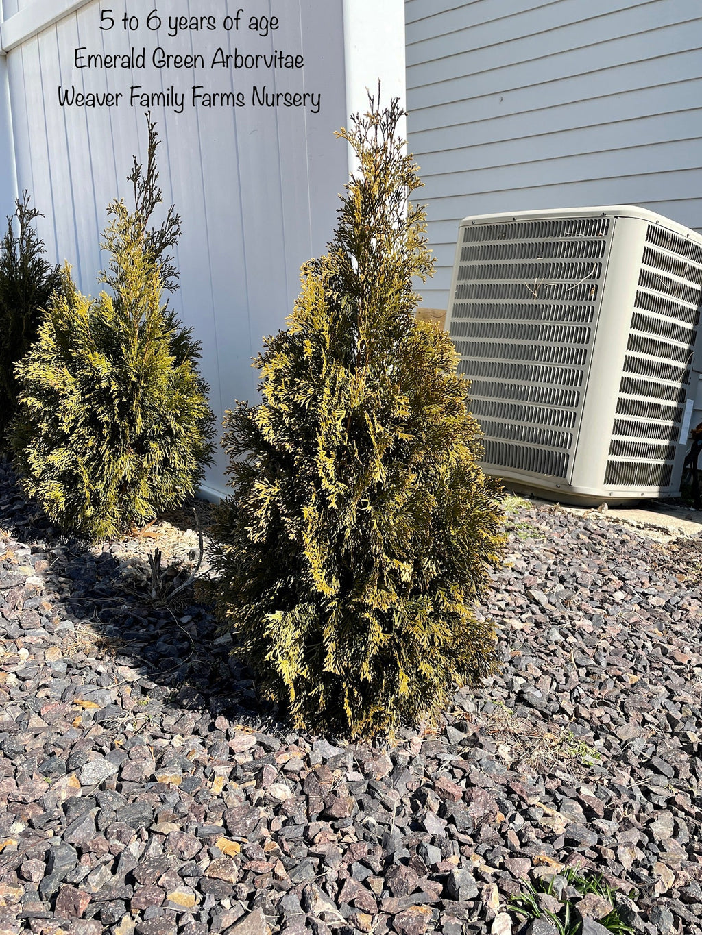 Arborvitae 'Emerald Green'
