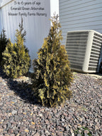 Arborvitae 'Emerald Green'