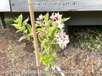 Weigela 'Variegated'
