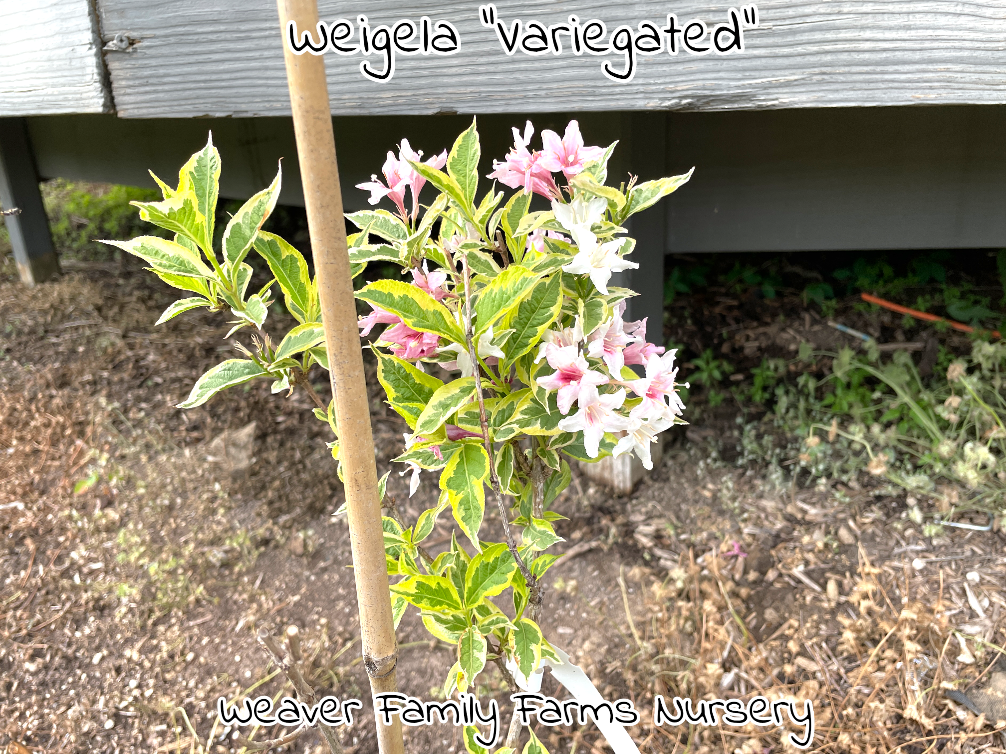 Weigela 'Variegated'