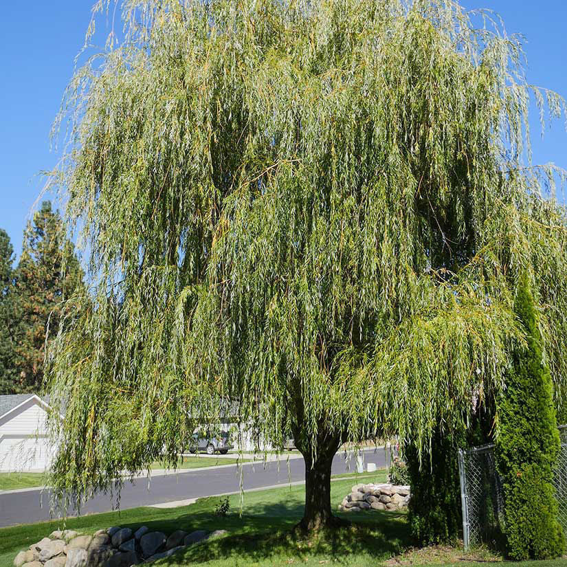 Weeping Willow