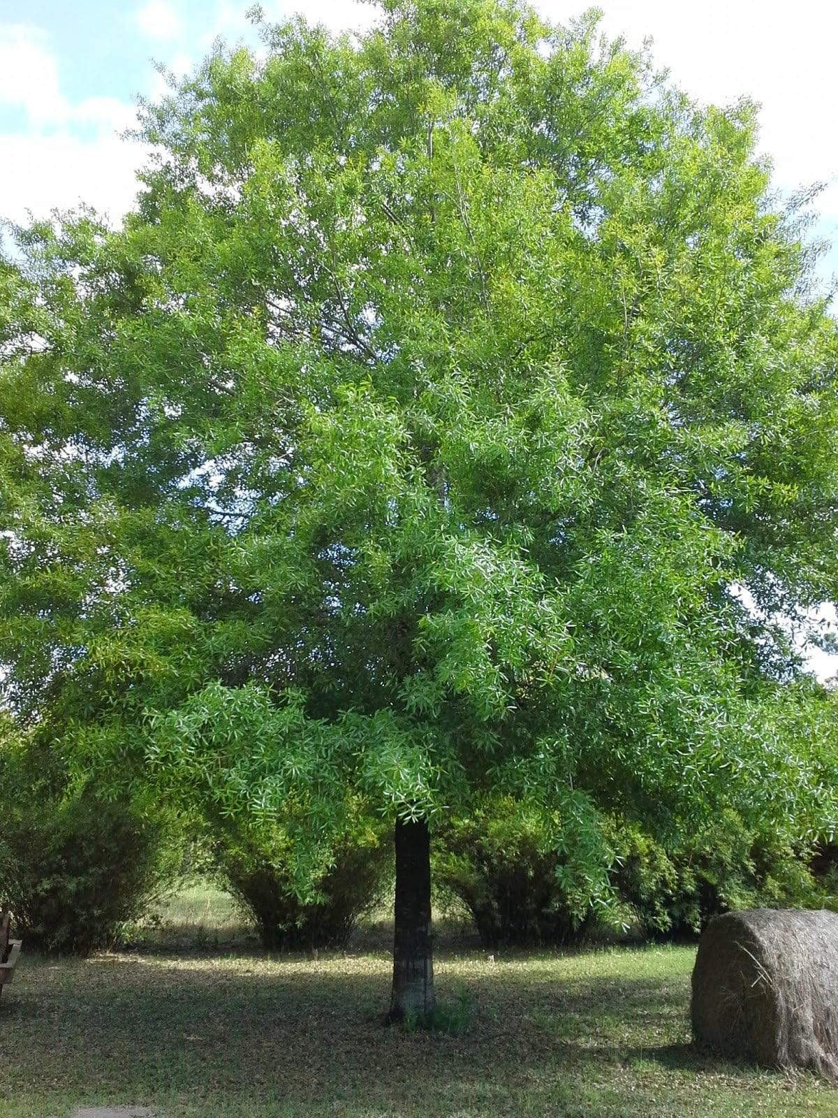Willow Oak Tree