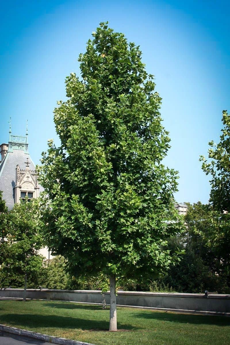 Tulip Poplar Tree