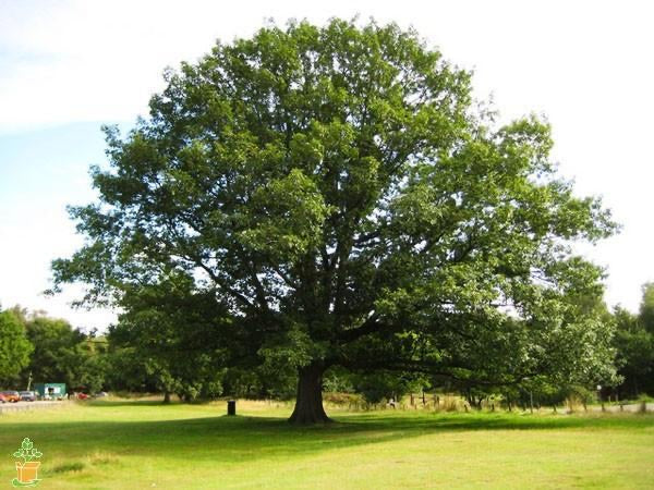 Northern Red Oak Tree