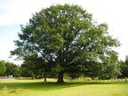 Northern Red Oak Tree
