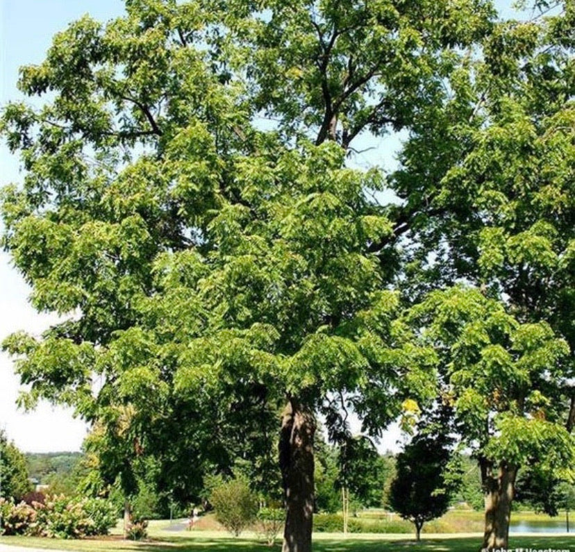 Black Walnut Tree
