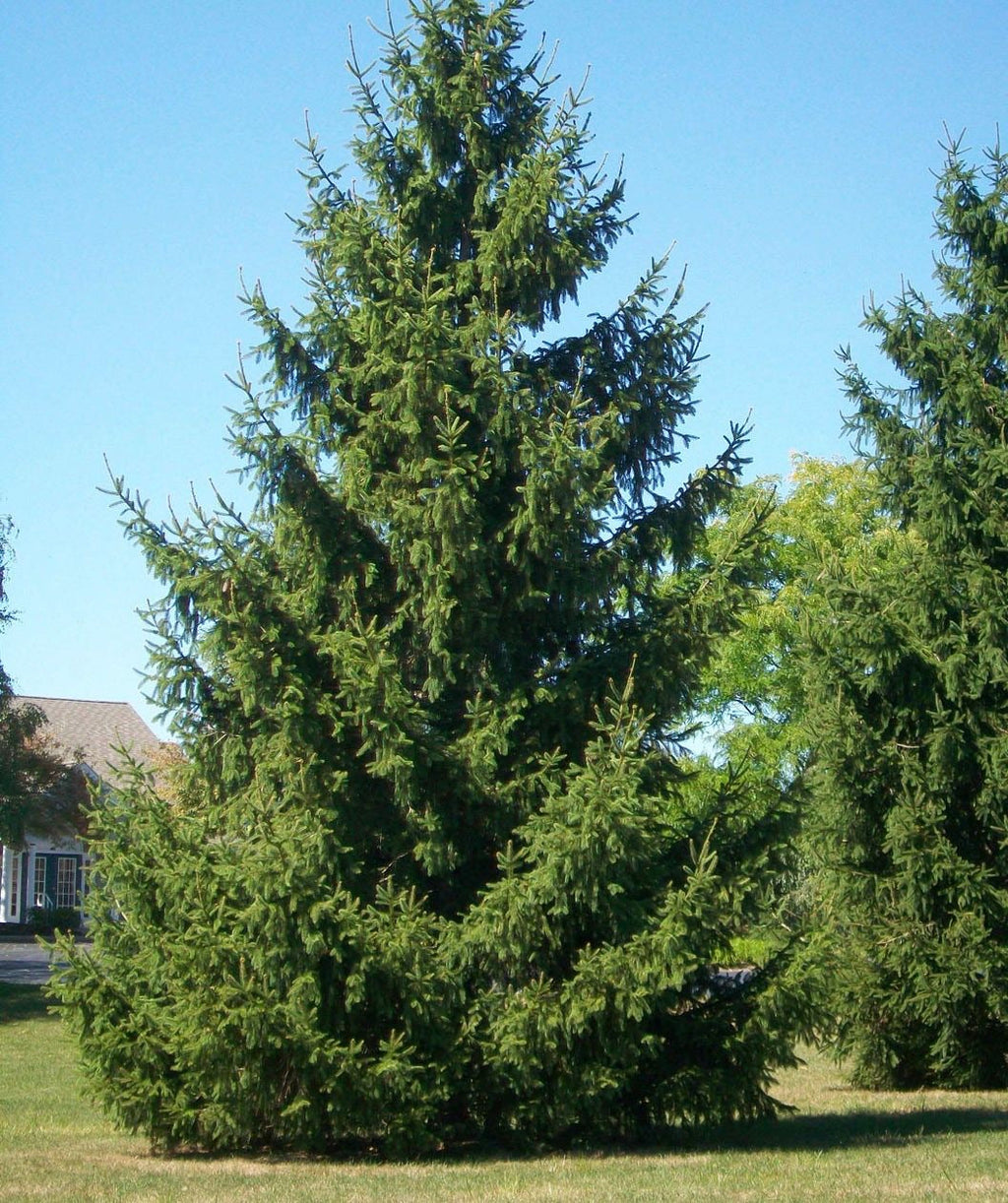 Norway Spruce Tree