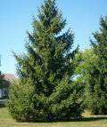 Norway Spruce Tree