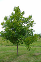 Shellbark Hickory Tree