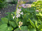 Giant Green Hosta