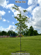 Willow Oak Tree