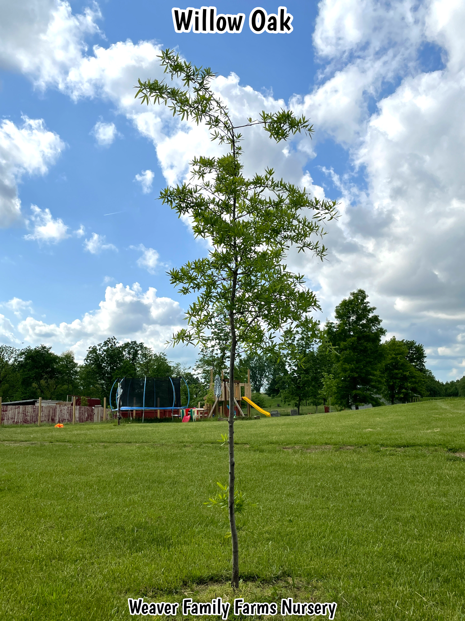Willow Oak Tree