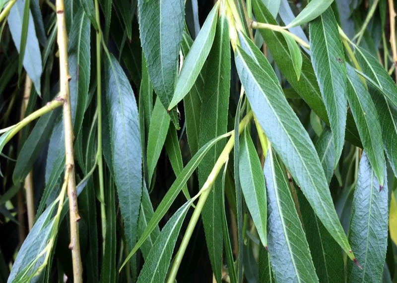 Weeping Willow