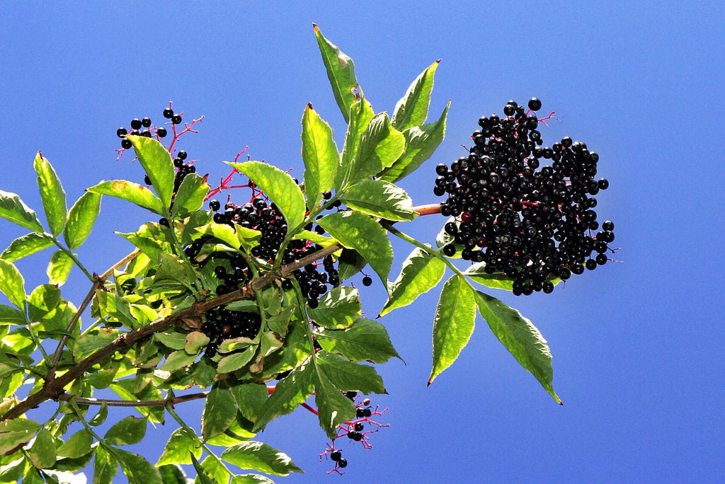 American Elderberry