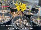 Forsythia