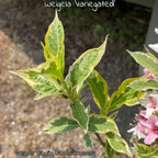Weigela 'Variegated'