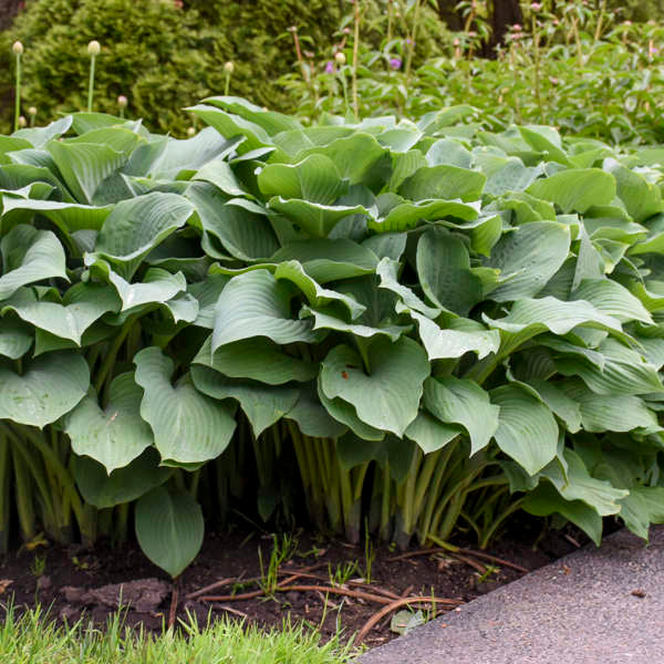 Upright Hosta 'Krossa Regal'