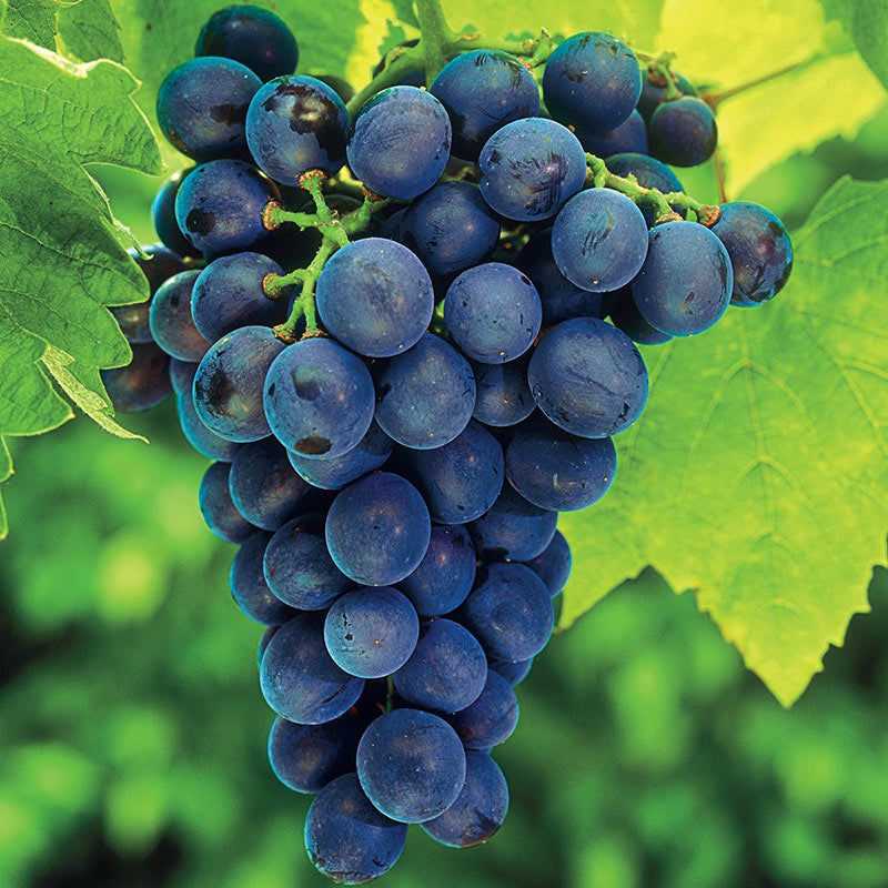 Grape Vine 'Seedless Concord'