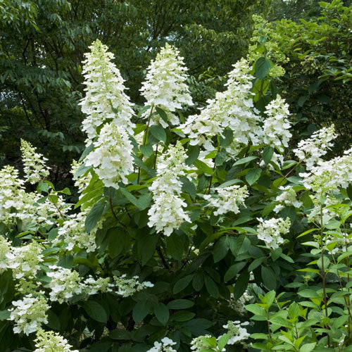 Hydrangea 'Tardiva'