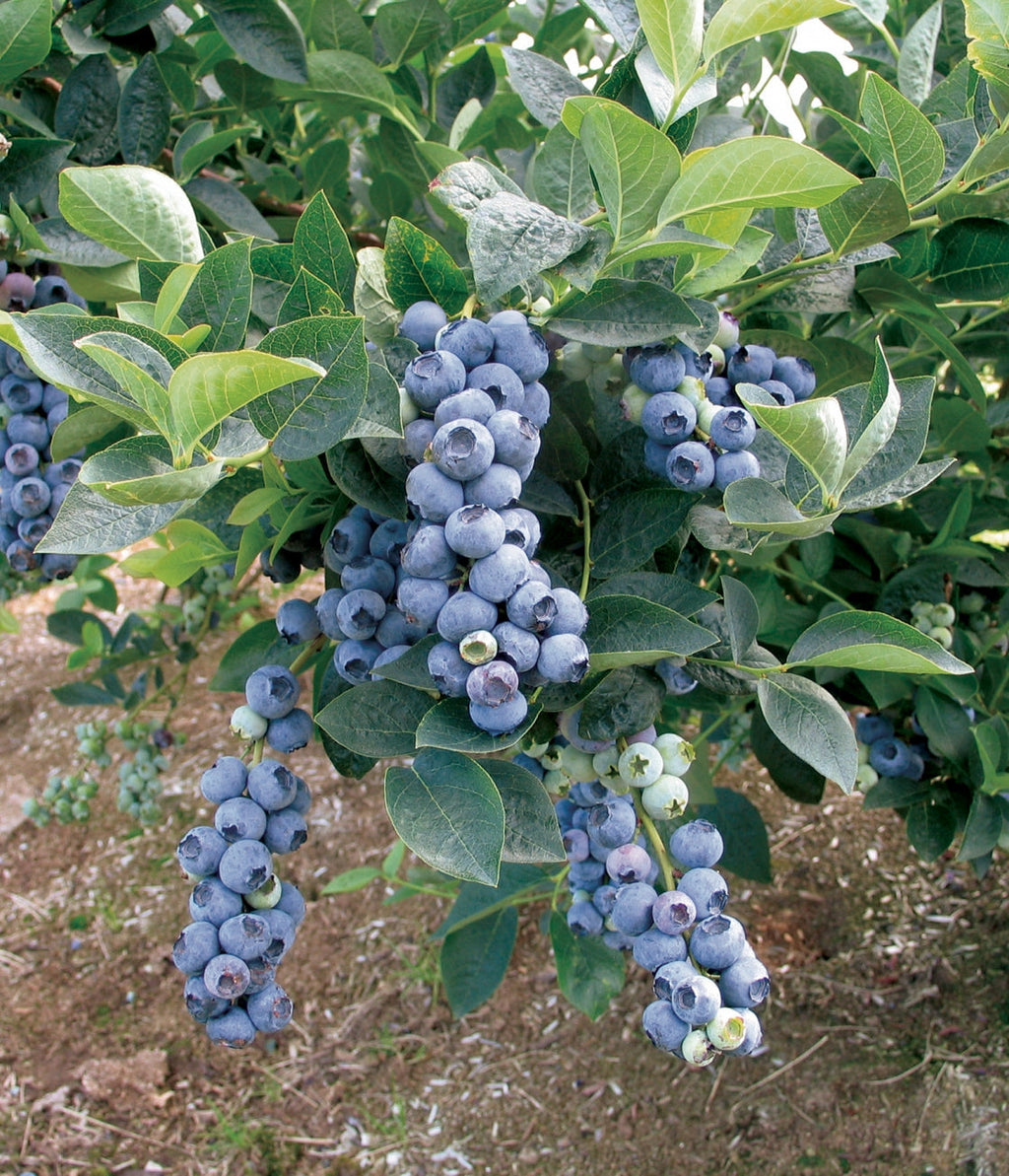 Blueberry Plant 'Blue Crop'