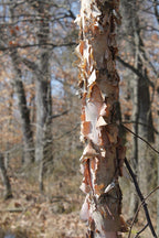 River Birch Tree