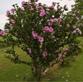 Rose Of Sharon