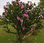 Rose Of Sharon