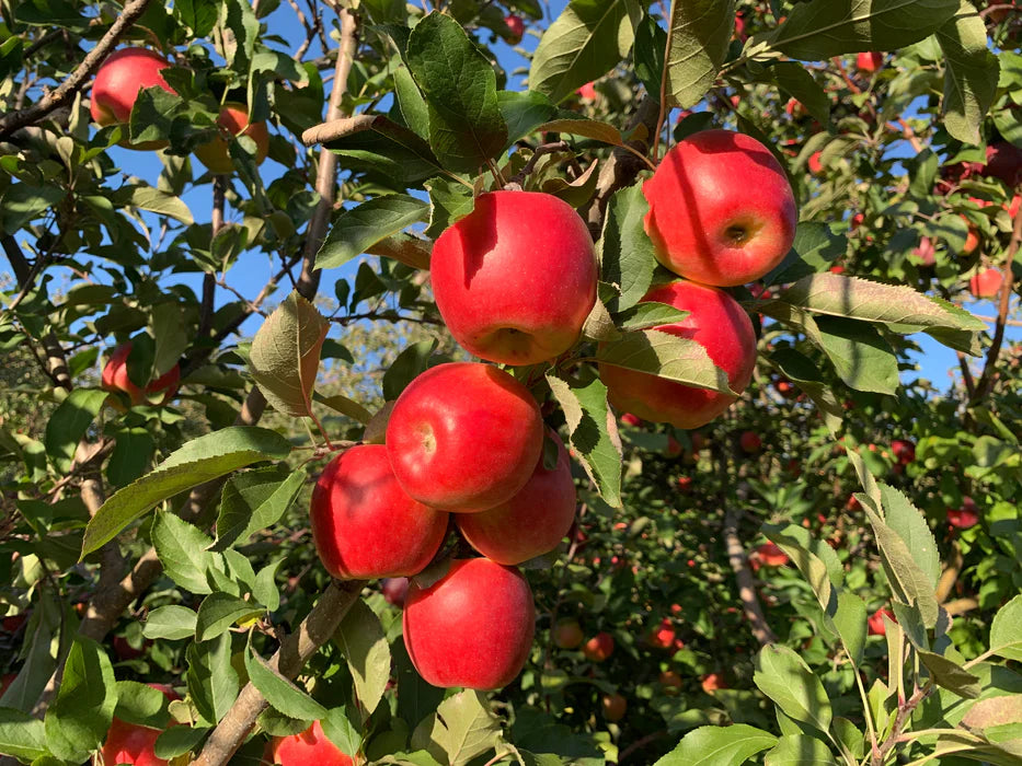 Apple Tree 'Ambrosia'