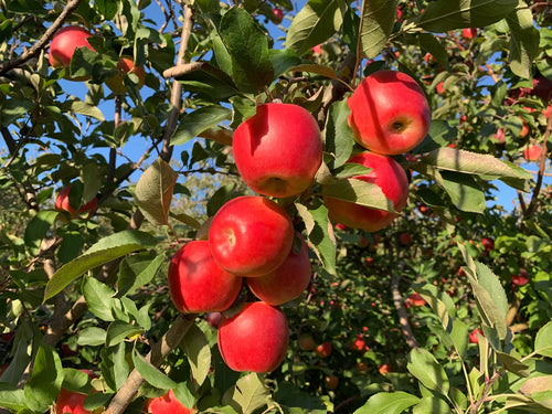Apple Tree 'Ambrosia'