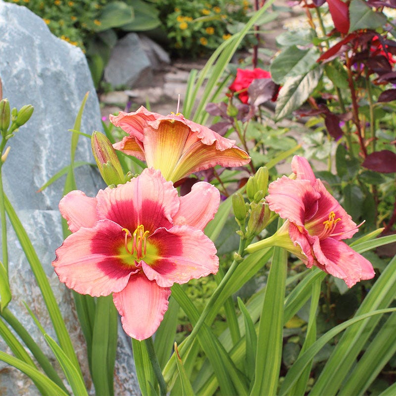 Daylily 'Strawberry Candy'