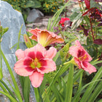 Daylily 'Strawberry Candy'