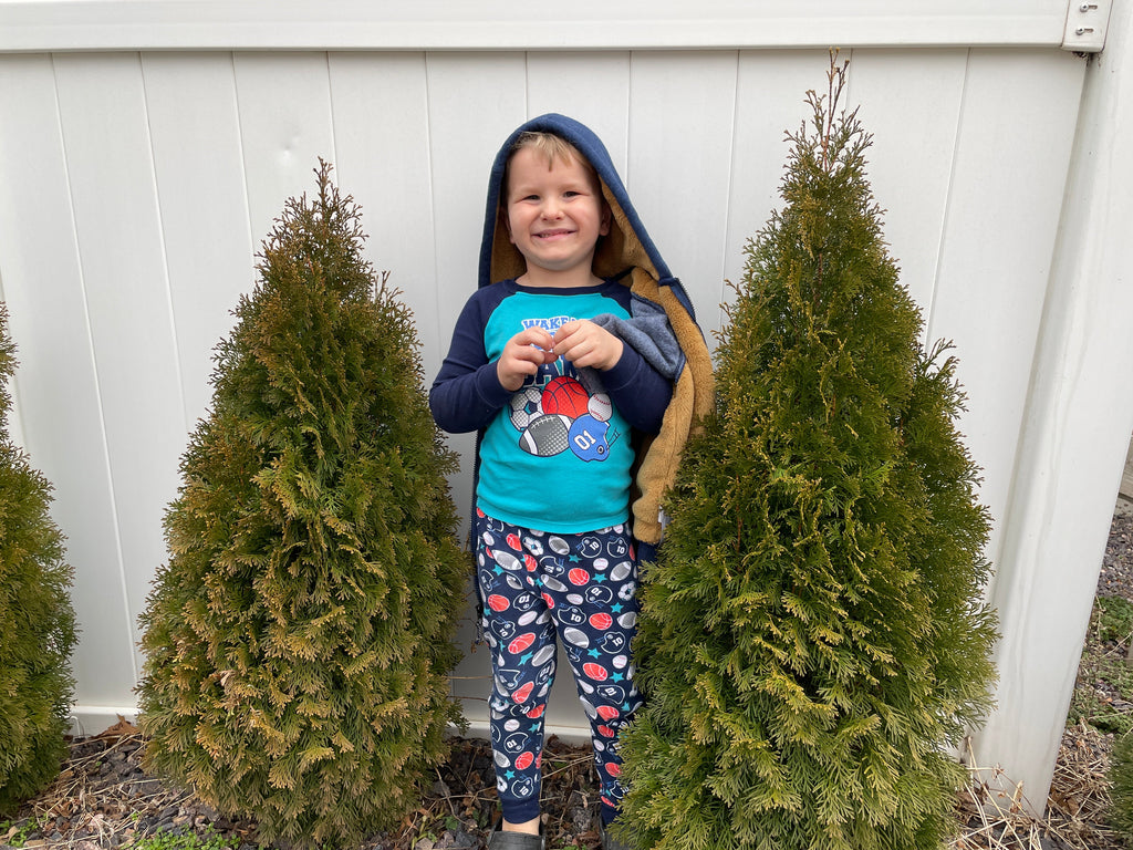 Arborvitae 'Emerald Green'