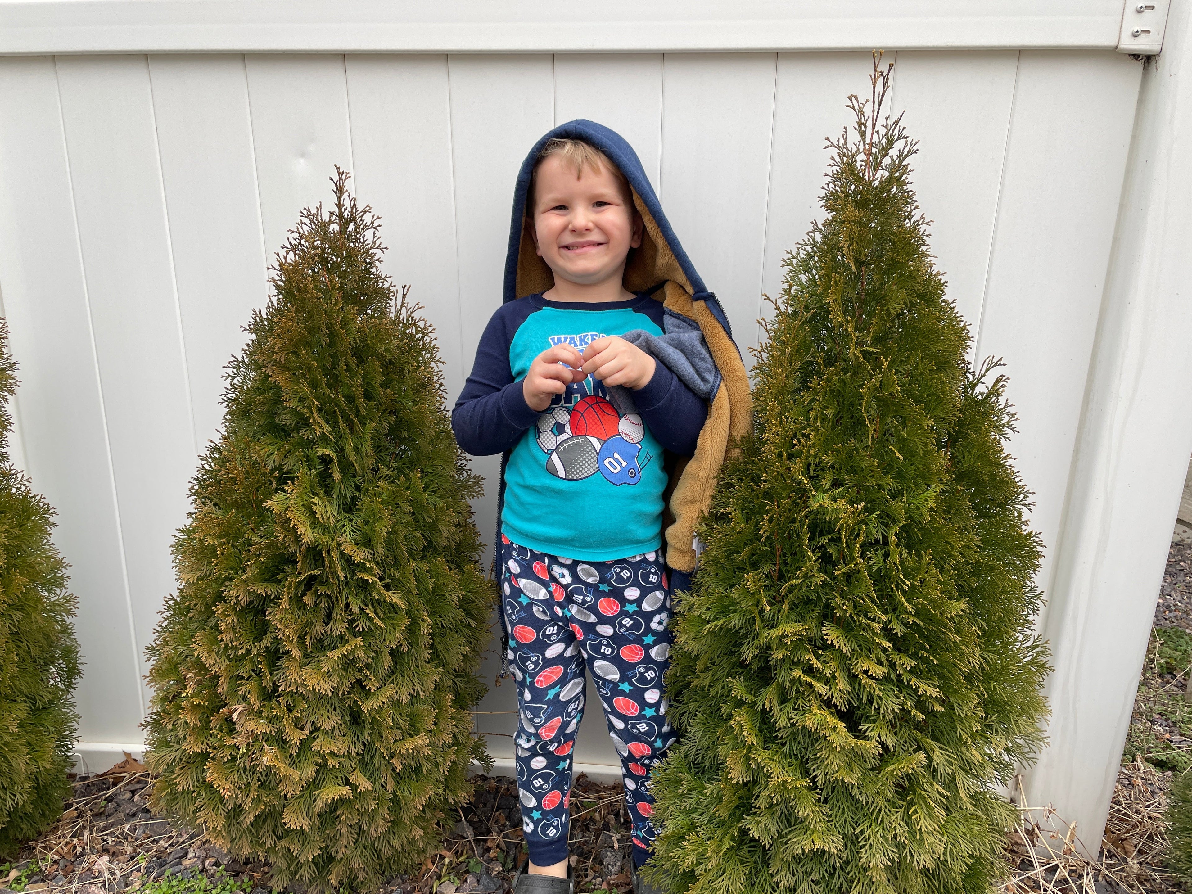 Arborvitae 'Emerald Green'
