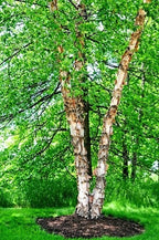 River Birch Tree