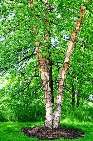 River Birch Tree