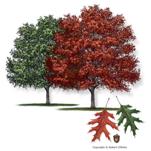 Shumard Oak Tree