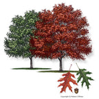 Shumard Oak Tree