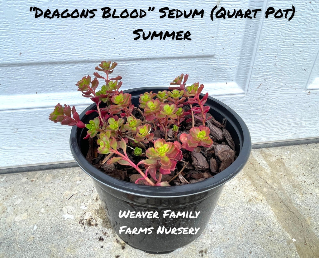 Sedum Stonecrop 'Dragons Blood'