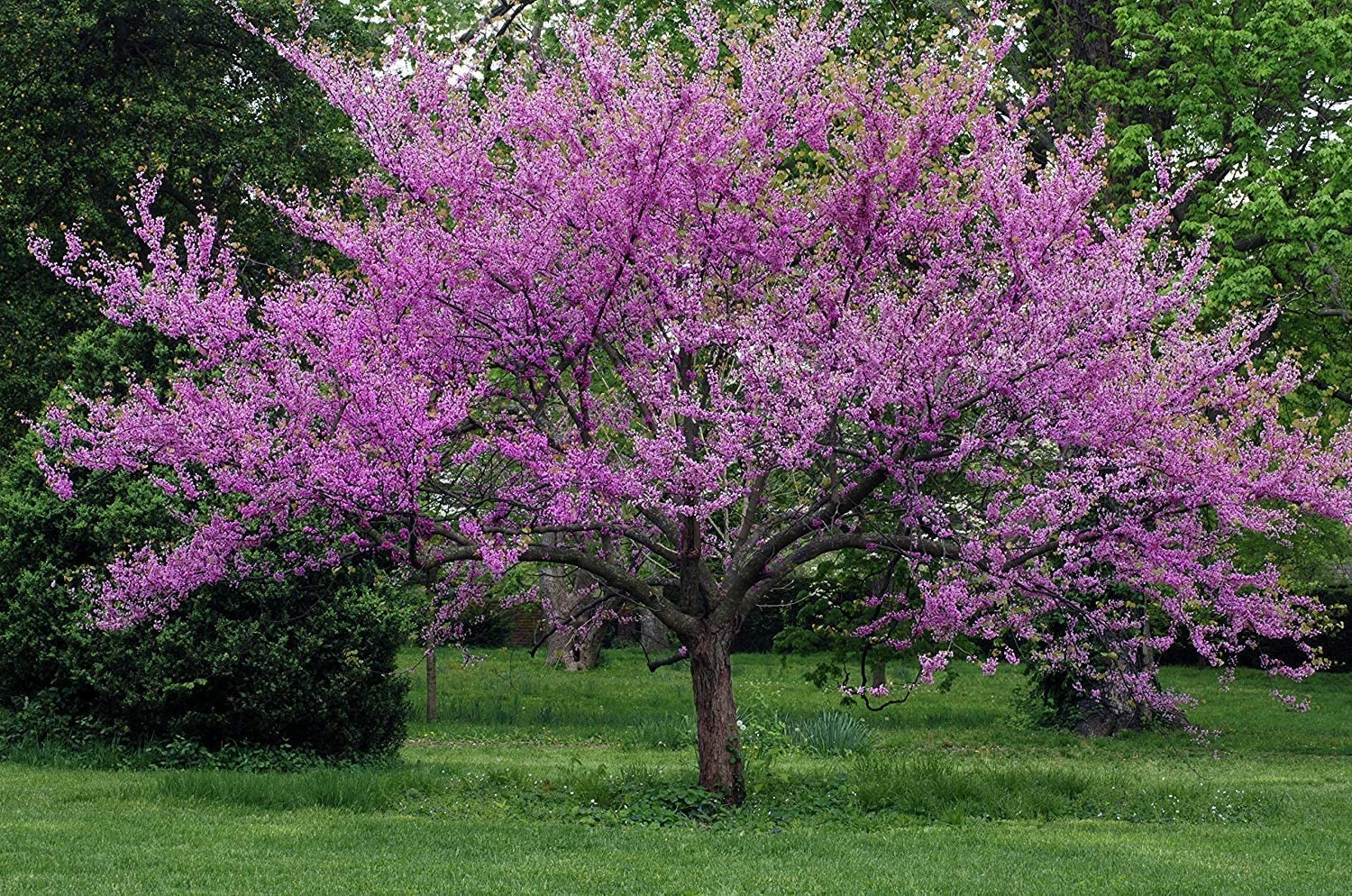Redbud Tree