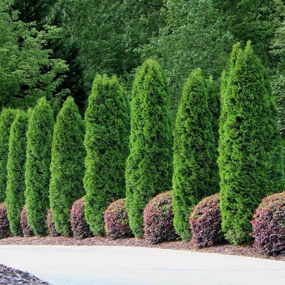 Arborvitae 'Emerald Green'