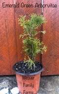 Arborvitae 'Emerald Green'
