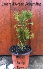 Arborvitae 'Emerald Green'