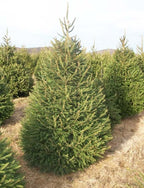 Norway Spruce Tree