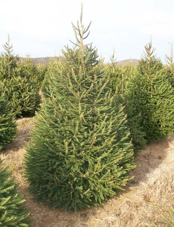 Norway Spruce Tree