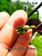 Pawpaw Tree