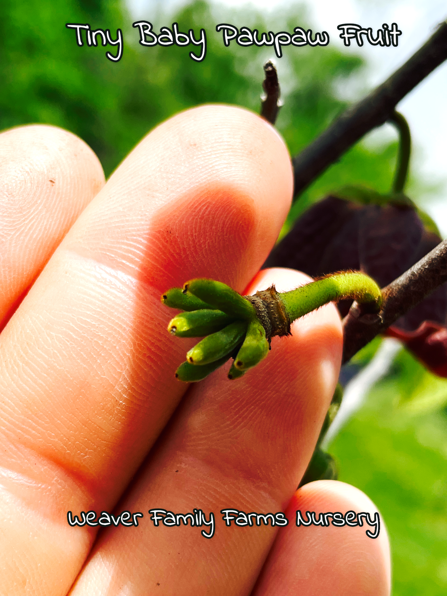 Pawpaw Tree