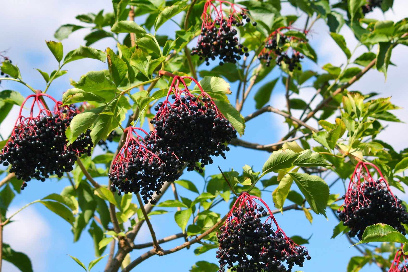 American Elderberry