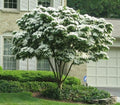 White Dogwood Tree
