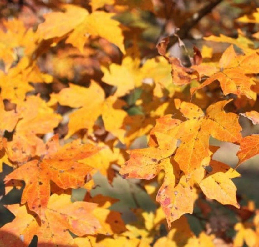 Sugar Maple Tree