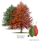 Black Gum Tree